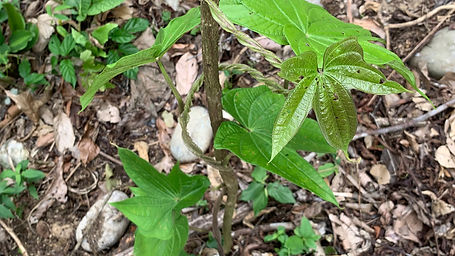 Dioscorea trifida