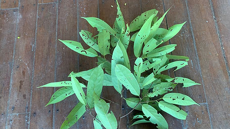 Ocotea Quixos