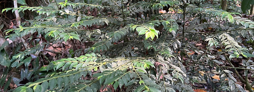 Prochilodus nigricans_edited.jpg