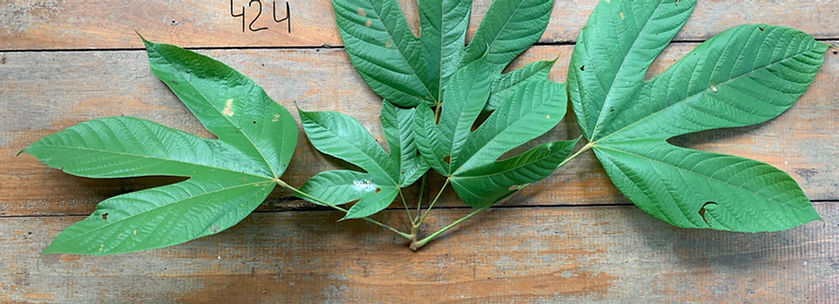 Prochilodus nigricans_edited.jpg