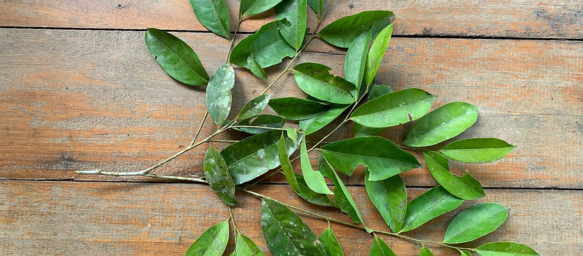Phlebodium decumanum