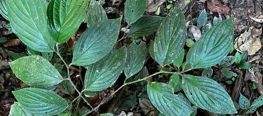 Phlebodium decumanum