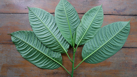 Sapium	Marmierii