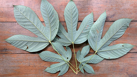 Sterculia Apetala