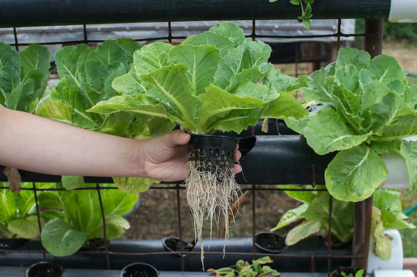 hydroponics-vs-soil-1.jpeg