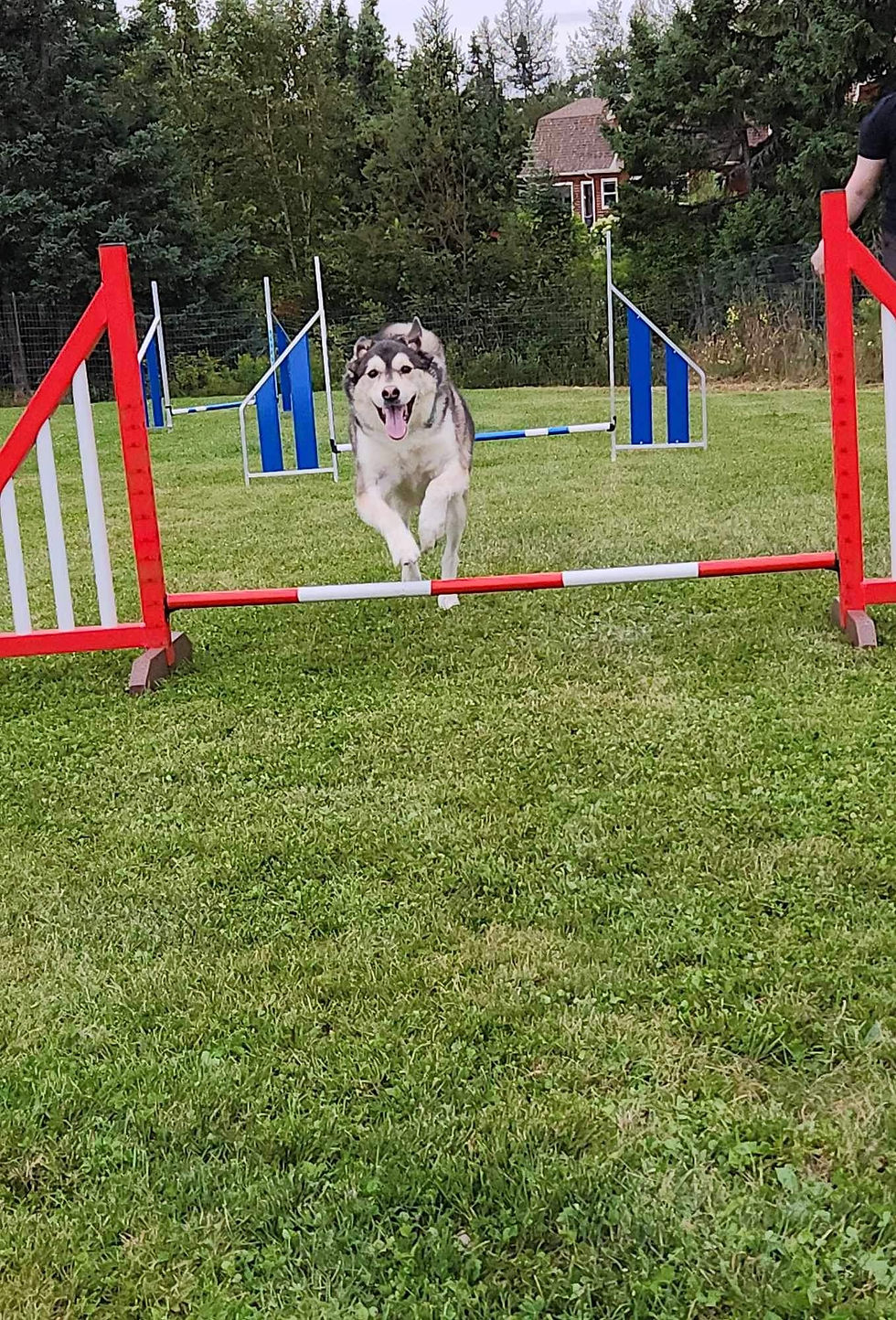Thai - agility class