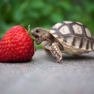 Alimentação das tartarugas
