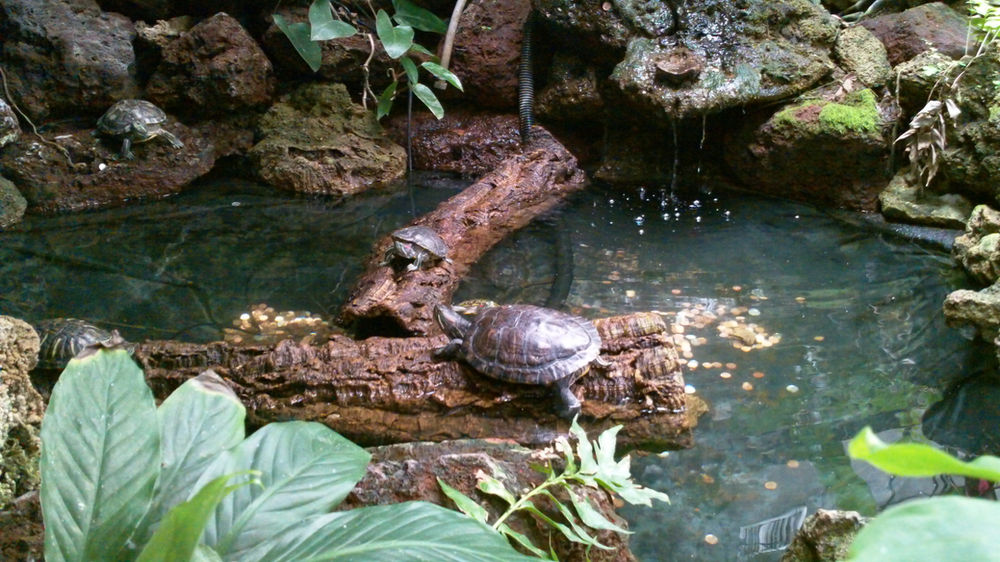 Lago para tartarugas