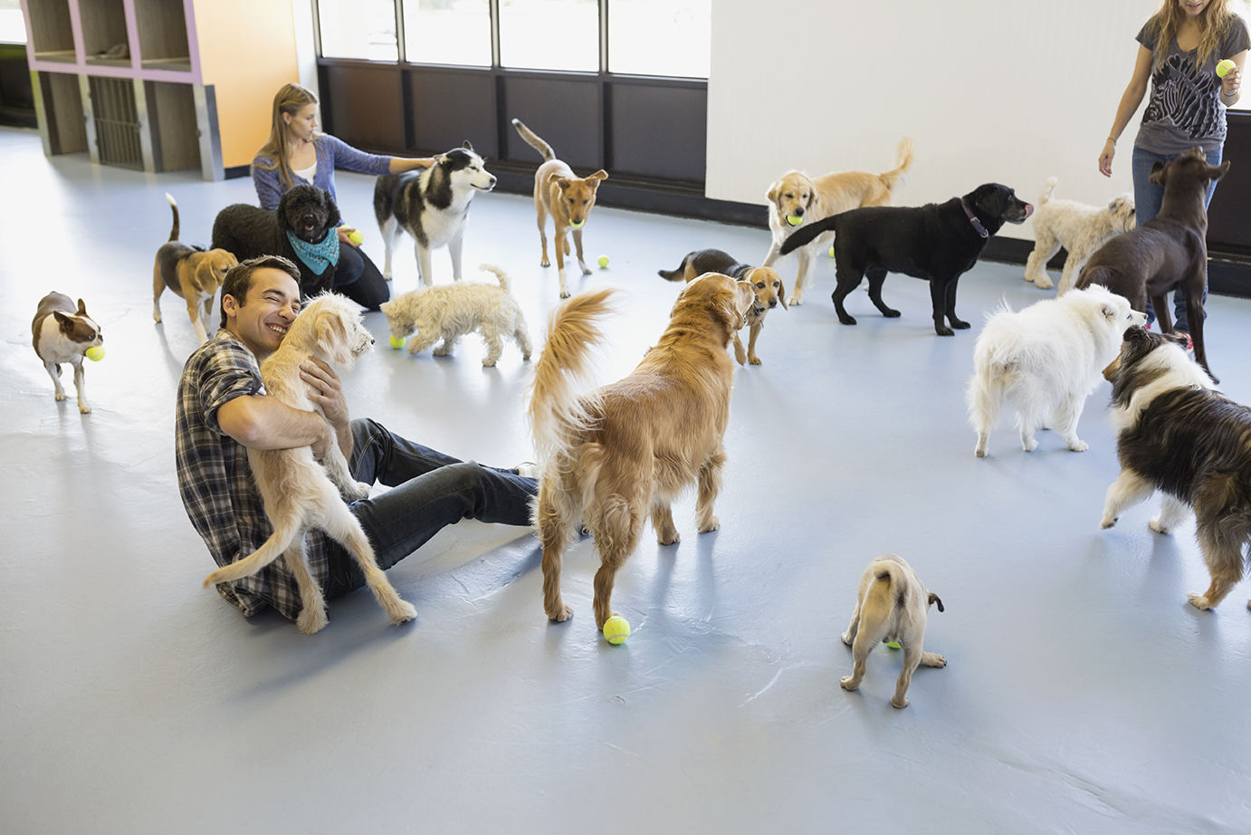 Dog Activity Center