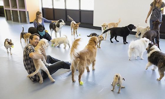 Kennels