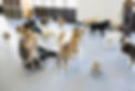 Kennels