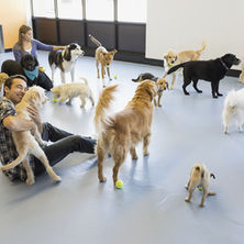 Undetermined Canine Infectious Respiratory Disease Complex (U-CIRDC)