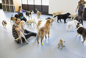 Kennels