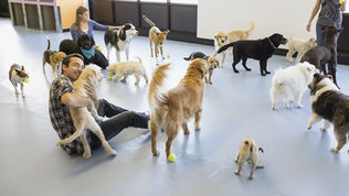Scalea, avviata la procedura per il servizio ricovero cani