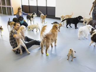 Kennels