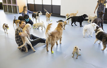Dog Daycare Scene