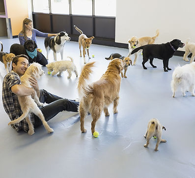 Kennels