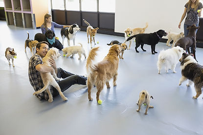 Kennels