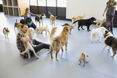 The Dog Spot | Training & Enrichment Center | Daycare | Training | Boarding