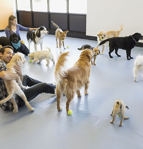 Kennels