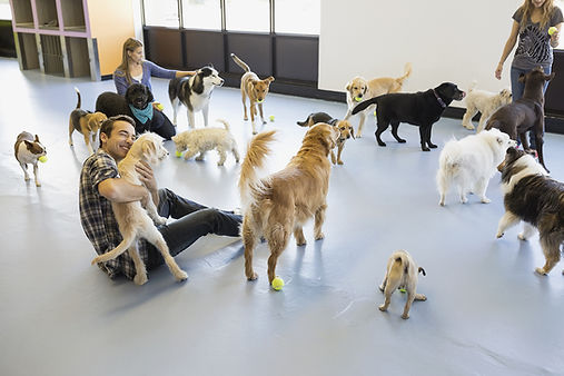 Kennels