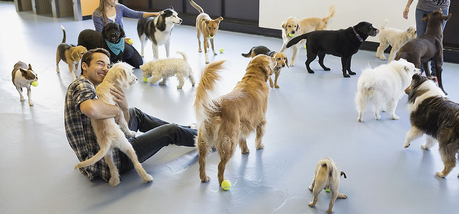 Kennels