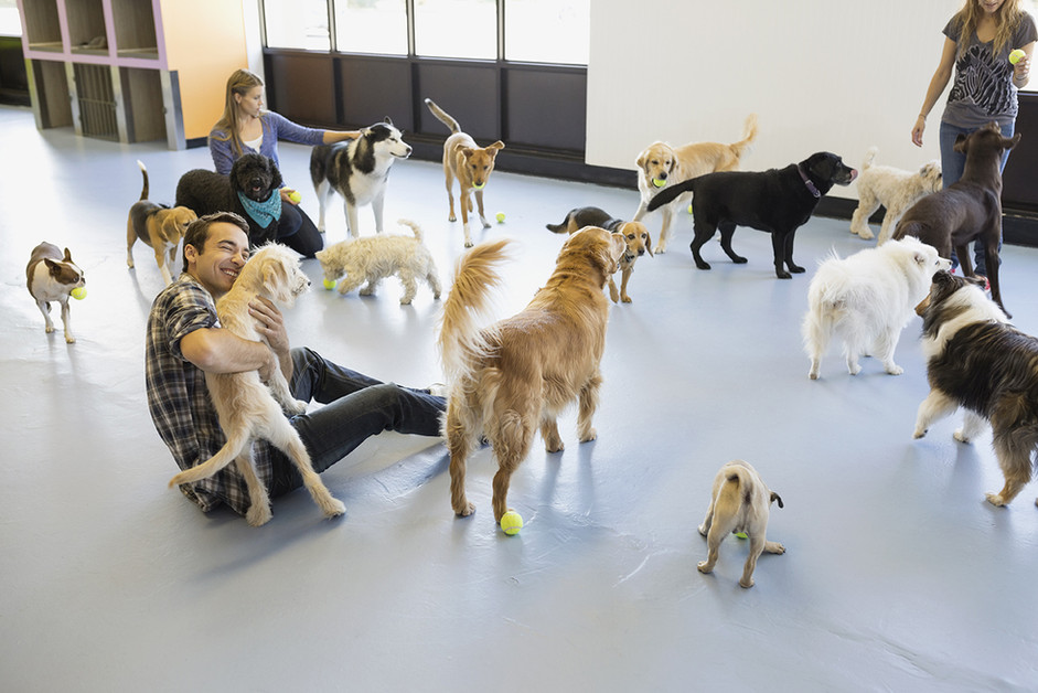 Rover Loves Doggy Daycare! Or Does He????