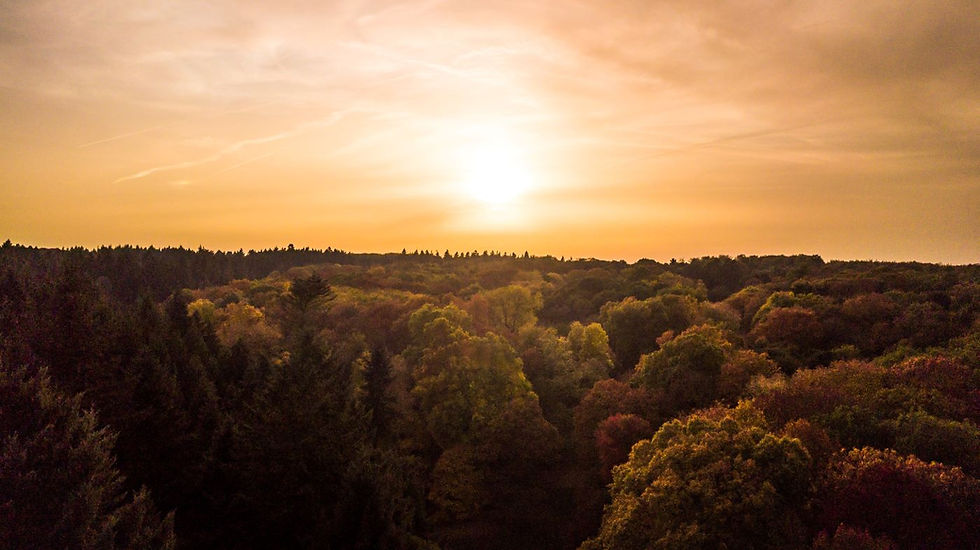 Forest Therapy Walk