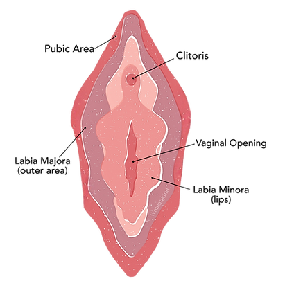 Medical diagram of vagina