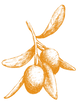 Olive Branch_edited_edited.png