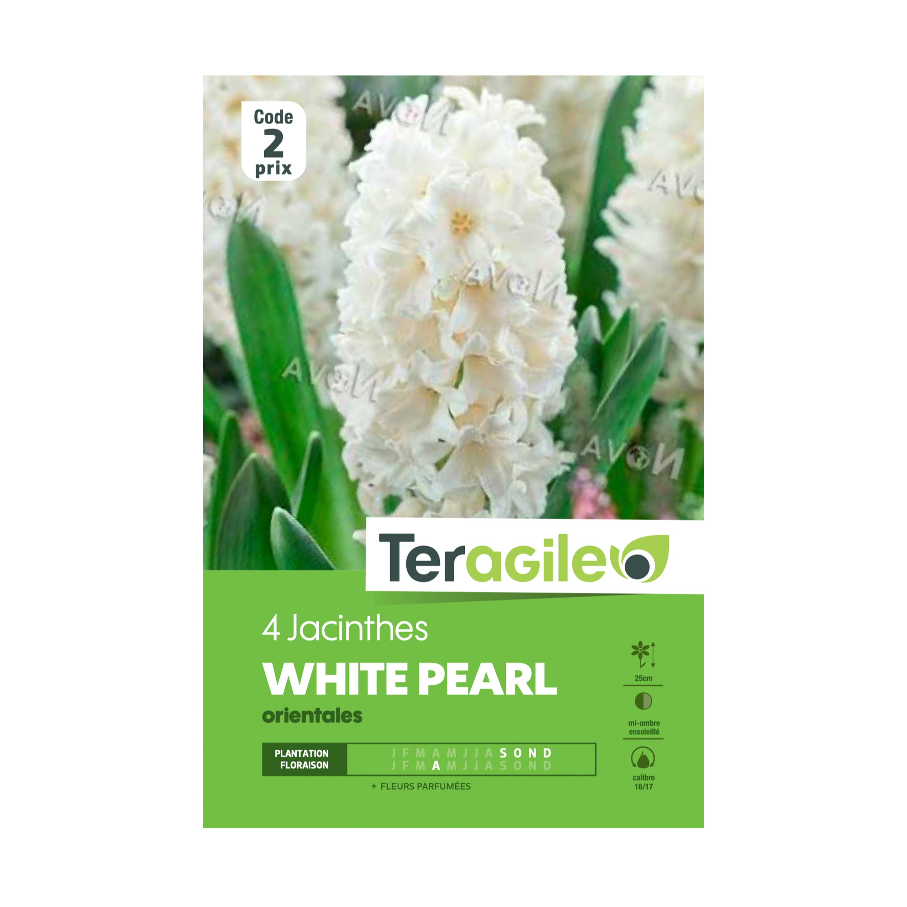 BULBES DE JACINTHES 'WHITE PEARL' ORIENTALES - TERAGILE® - X4