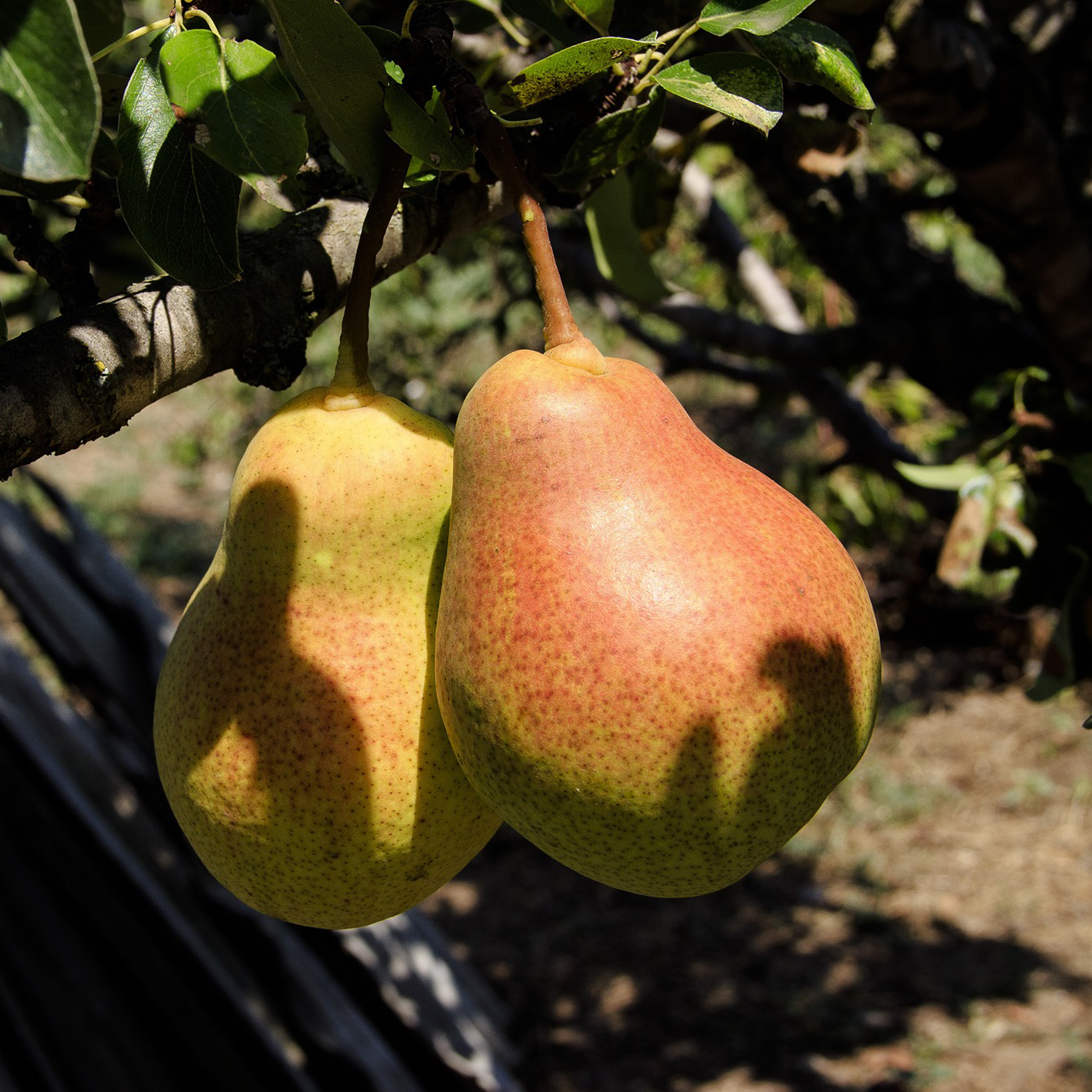 POIRIER DOCTEUR JULES GUYOT - 1/2 TIGE 6/8 - POT 12L