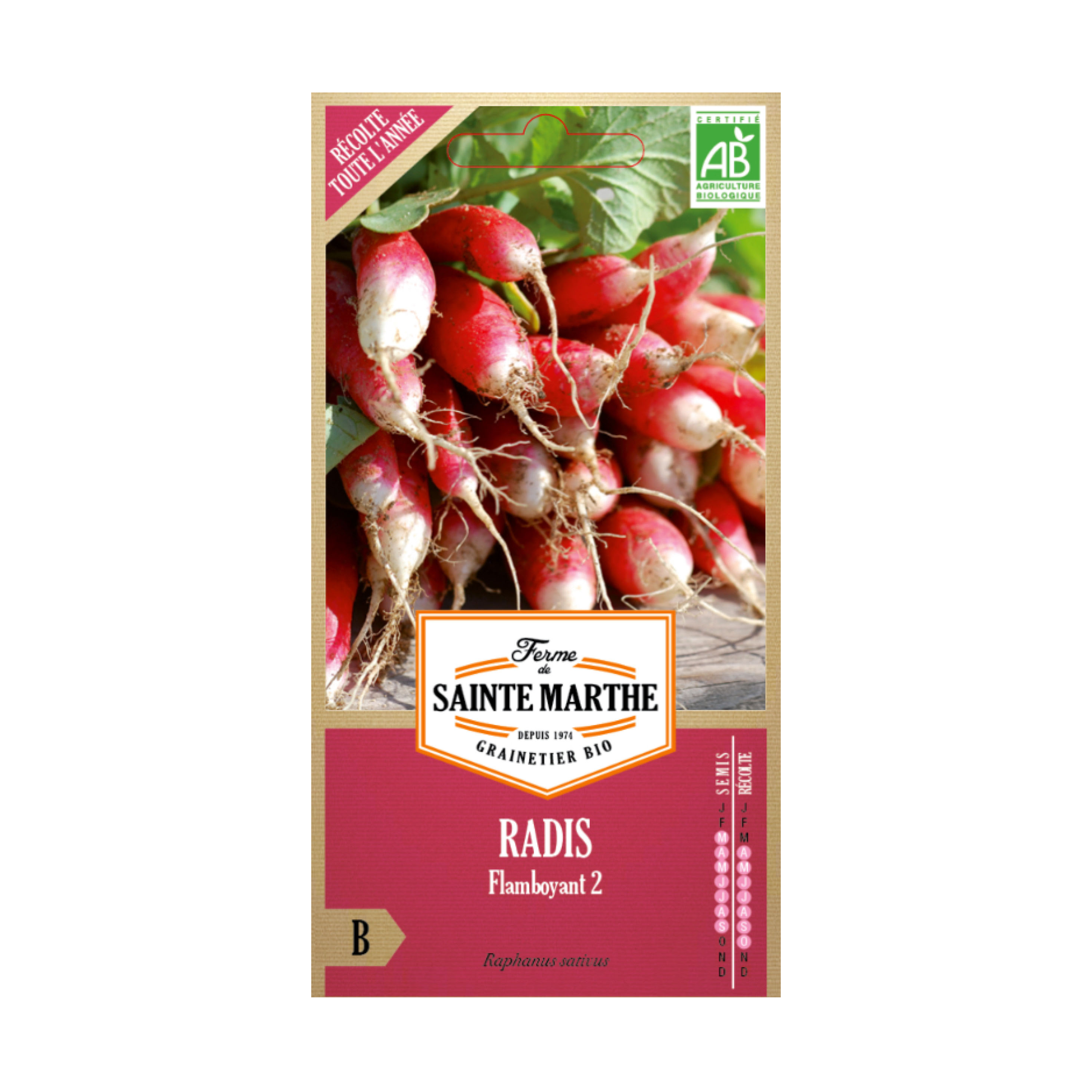 GRAINES RADIS FLAMBOYANT 2 BIO