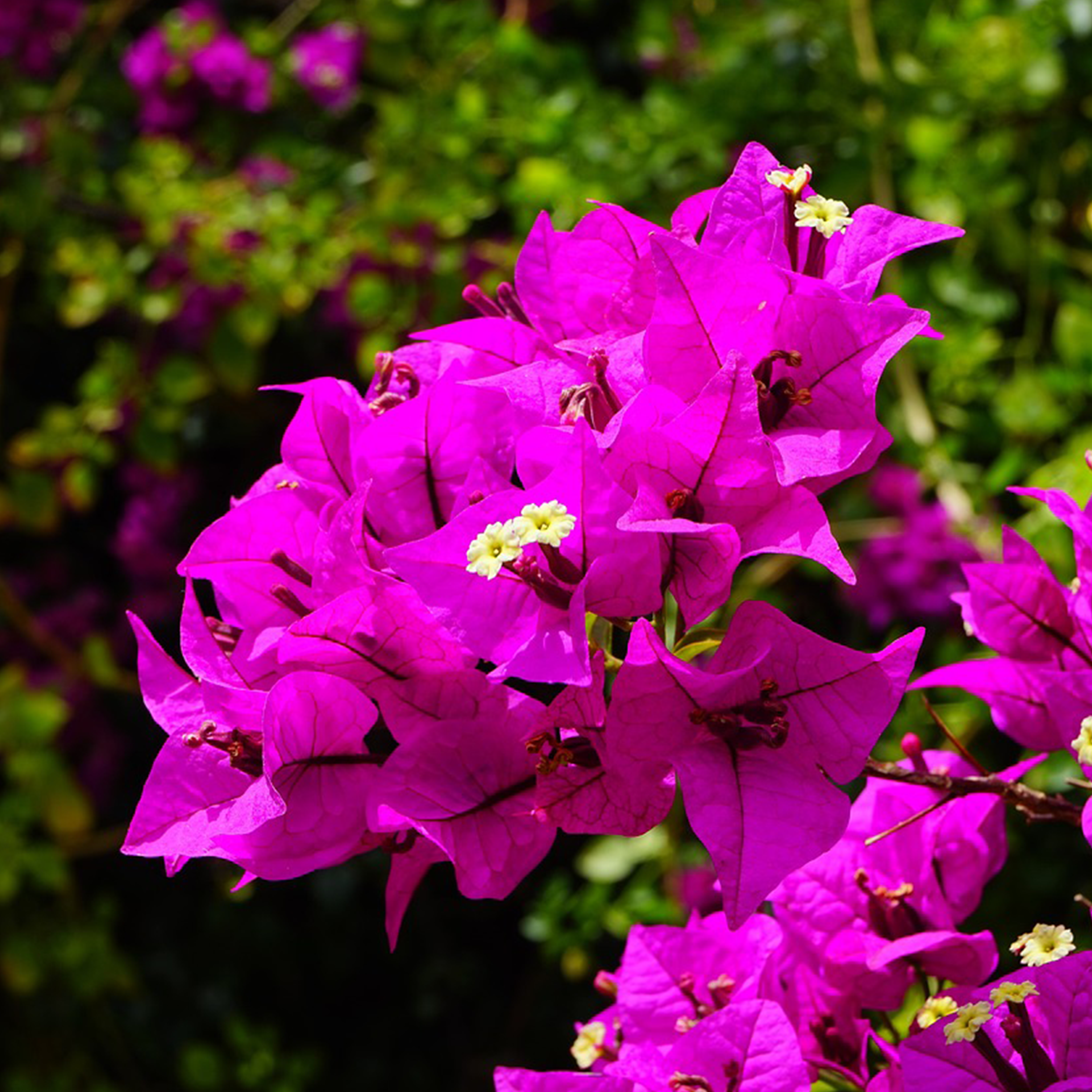 BOUGAINVILLIER VIOLET DE MÈZE SUR ÉCHELLE - POT DE 3L