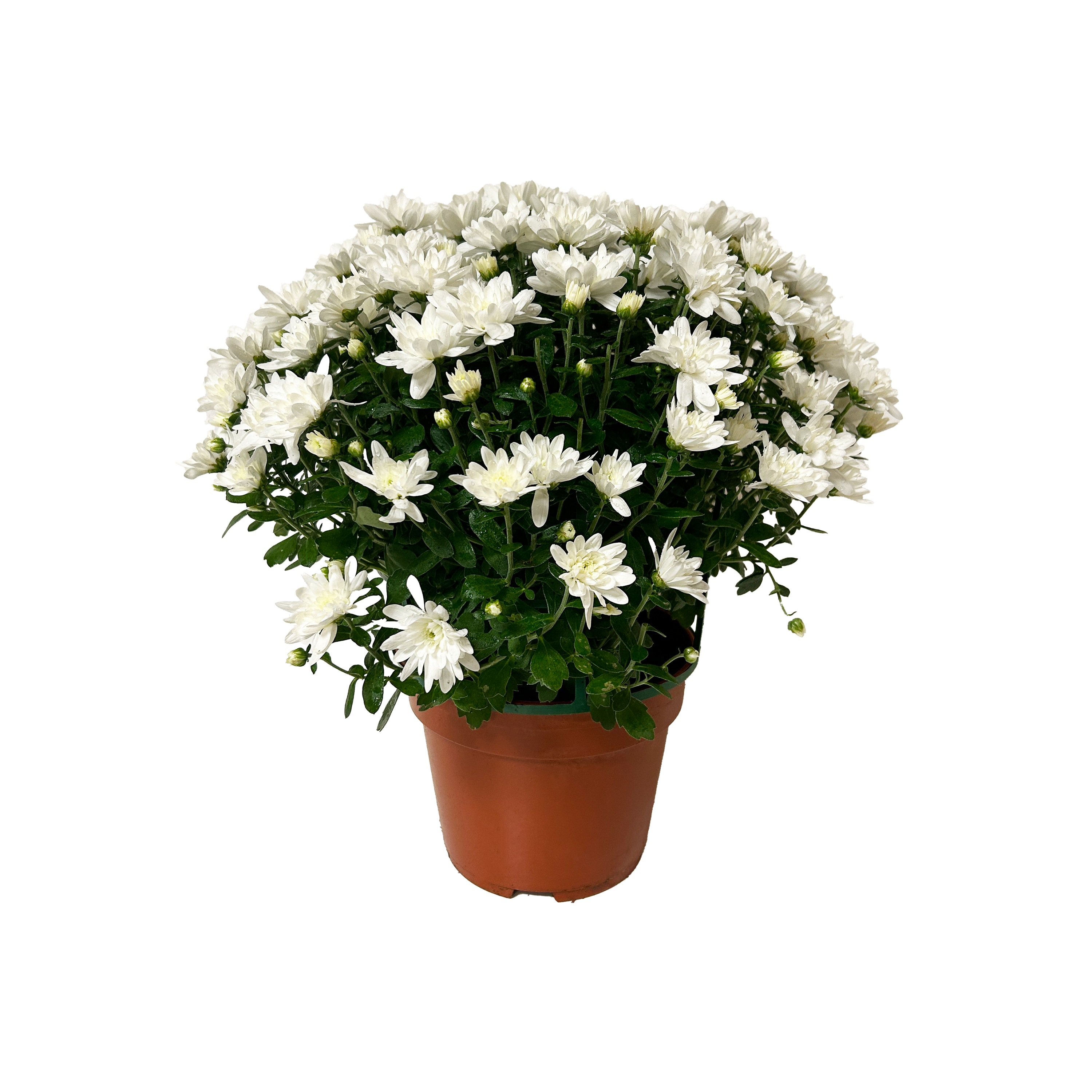 CHRYSANTHÈME - POT DE 2L