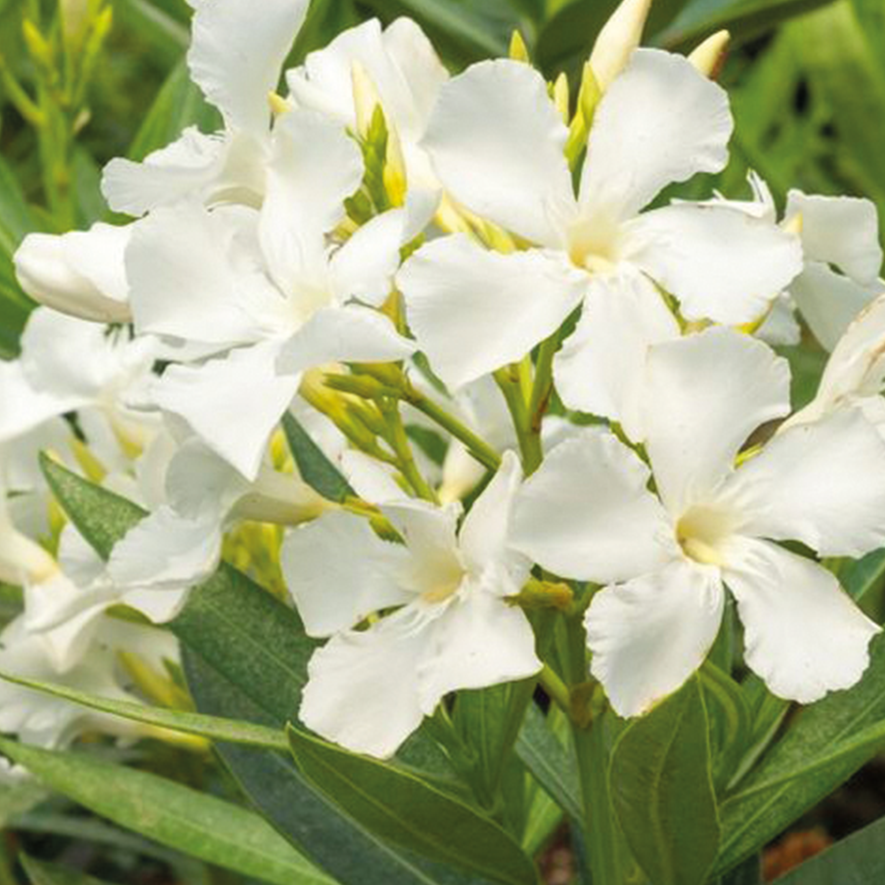 NERIUM OLEANDER - BLANC SIMPLE - POT DE 50L
