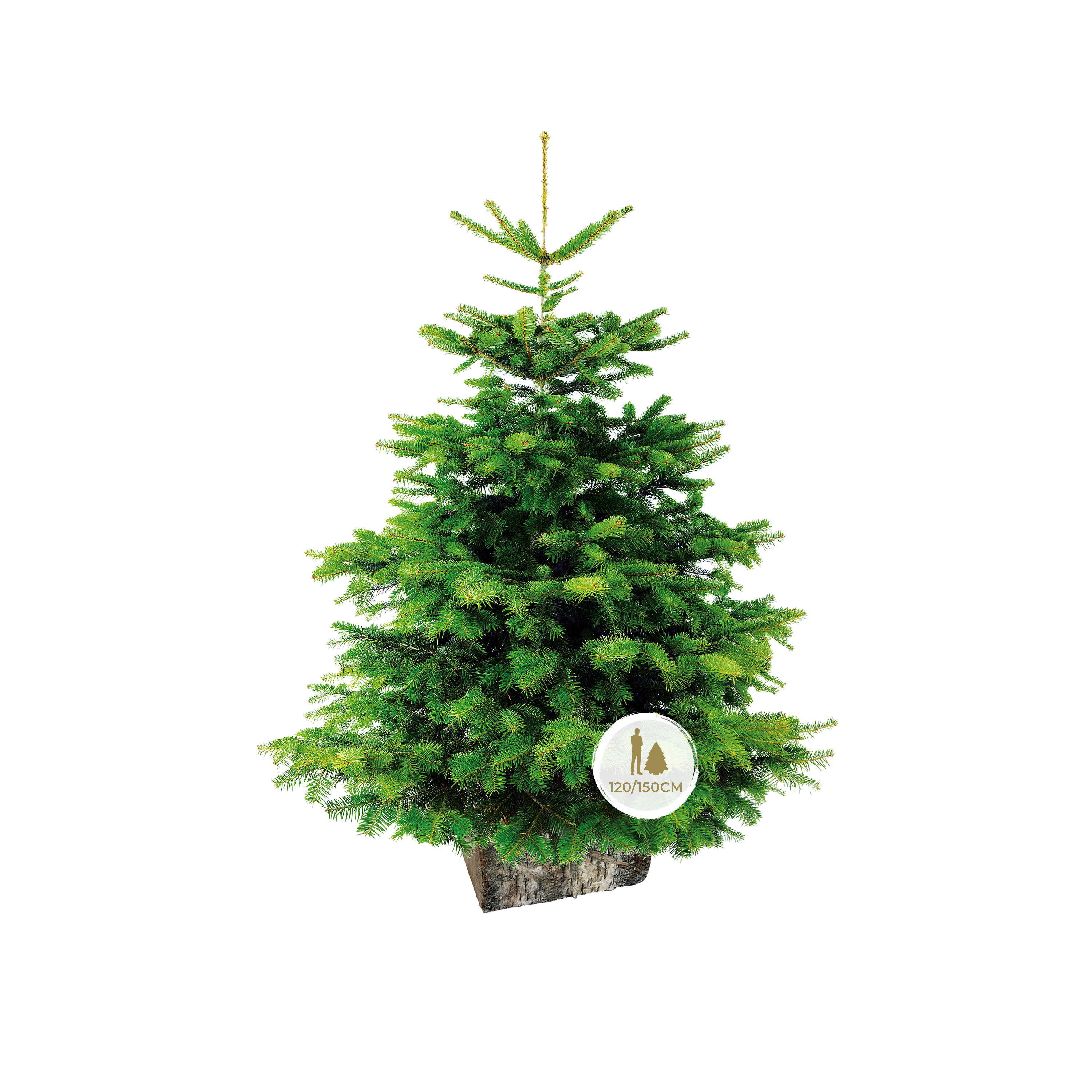 SAPIN ABIES NORDMANN COUPÉ AVEC BÛCHE - 125/150CM