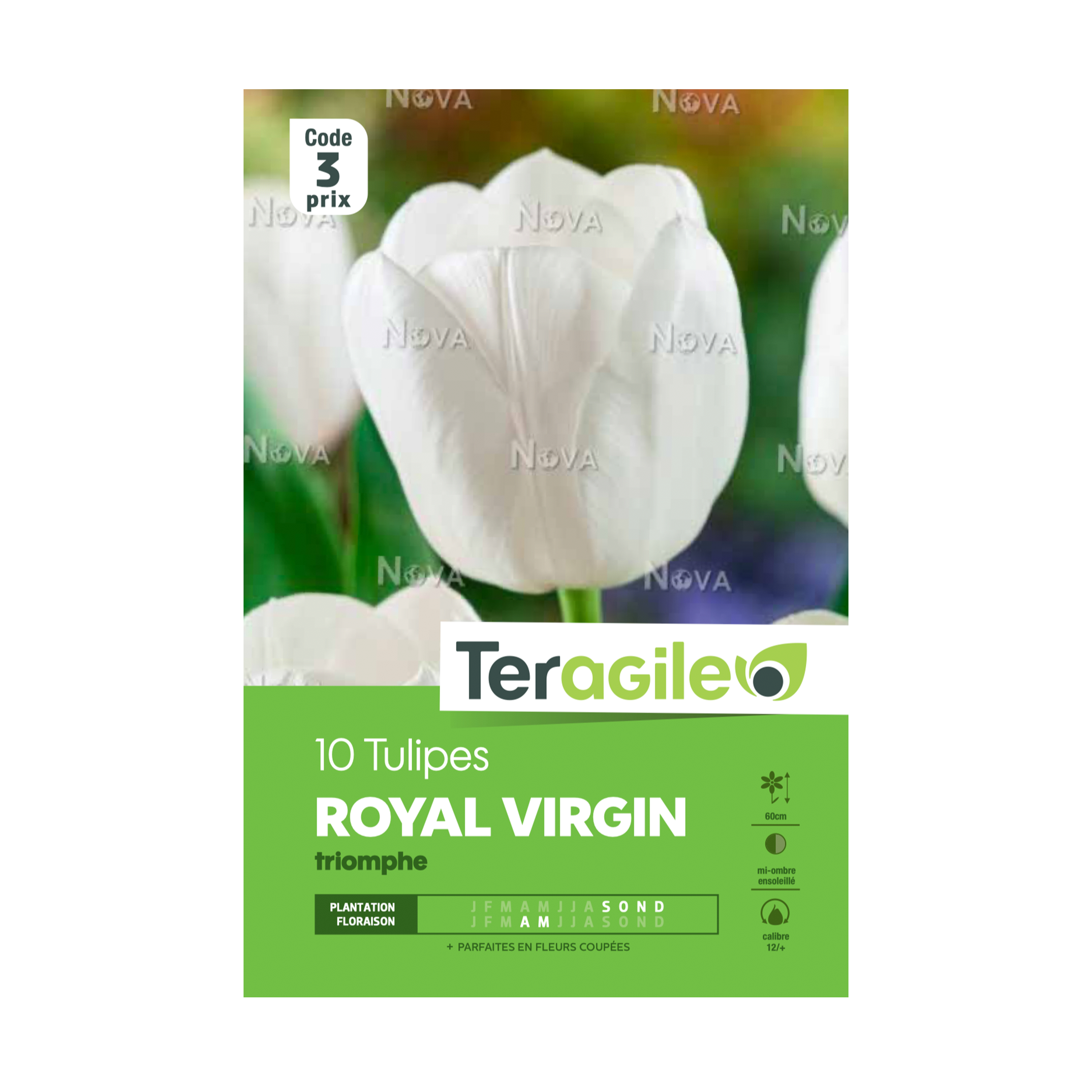BULBES DE TULIPES 'ROYAL VIRGIN' TRIOMPHE - TERAGILE® - X10