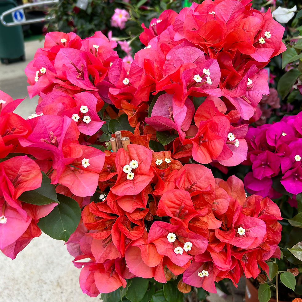 Miniature : BOUGAINVILLIER PYRAMIDE - POT ∅21CM