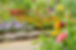 jardin.jpg