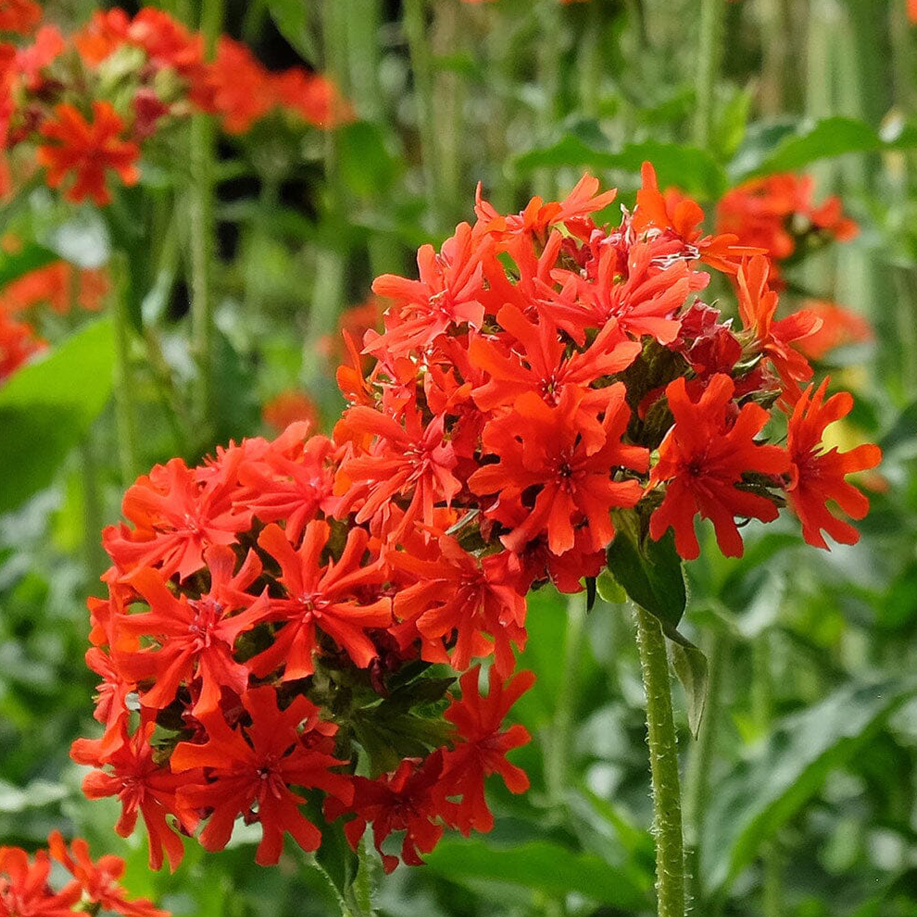 CROIX DE JÉRUSALEM (LYCHNIS) - GODET 8CM