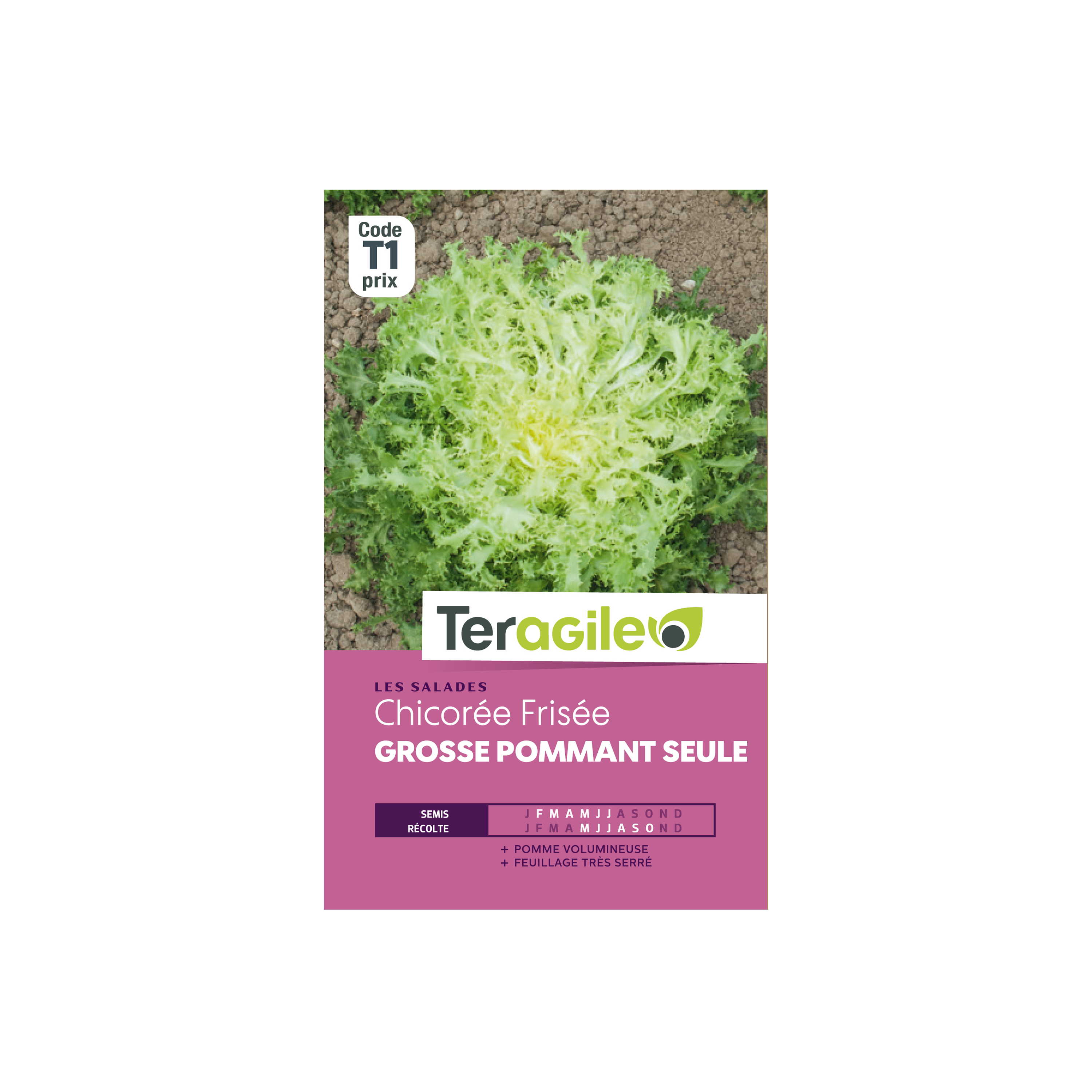 GRAINES CHICORÉE FRISÉE GROSSE POMMANT SEULE 4G TERAGILE®