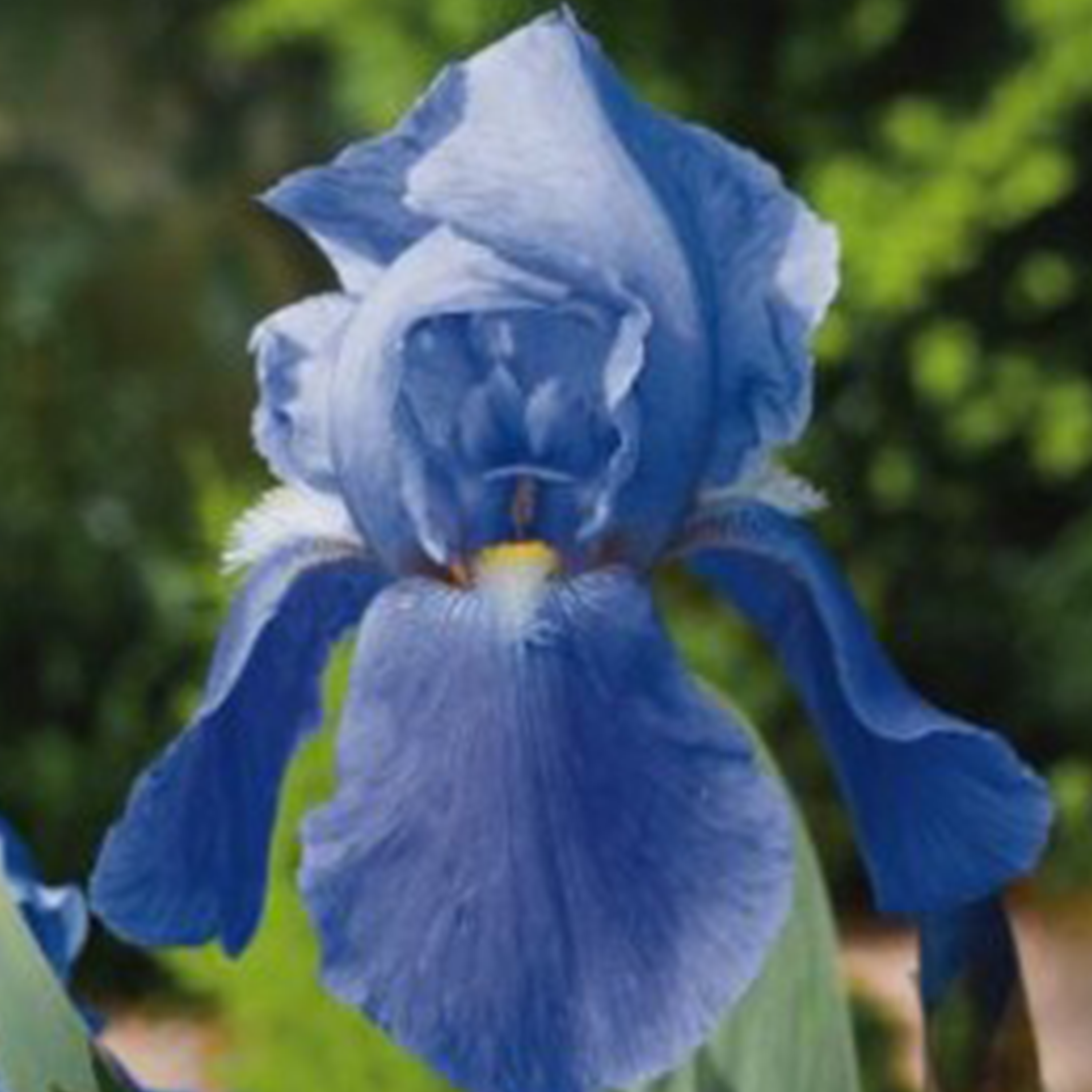 IRIS DES JARDINS 'I'VE GOT RHYTHYM' - POT DE 1L