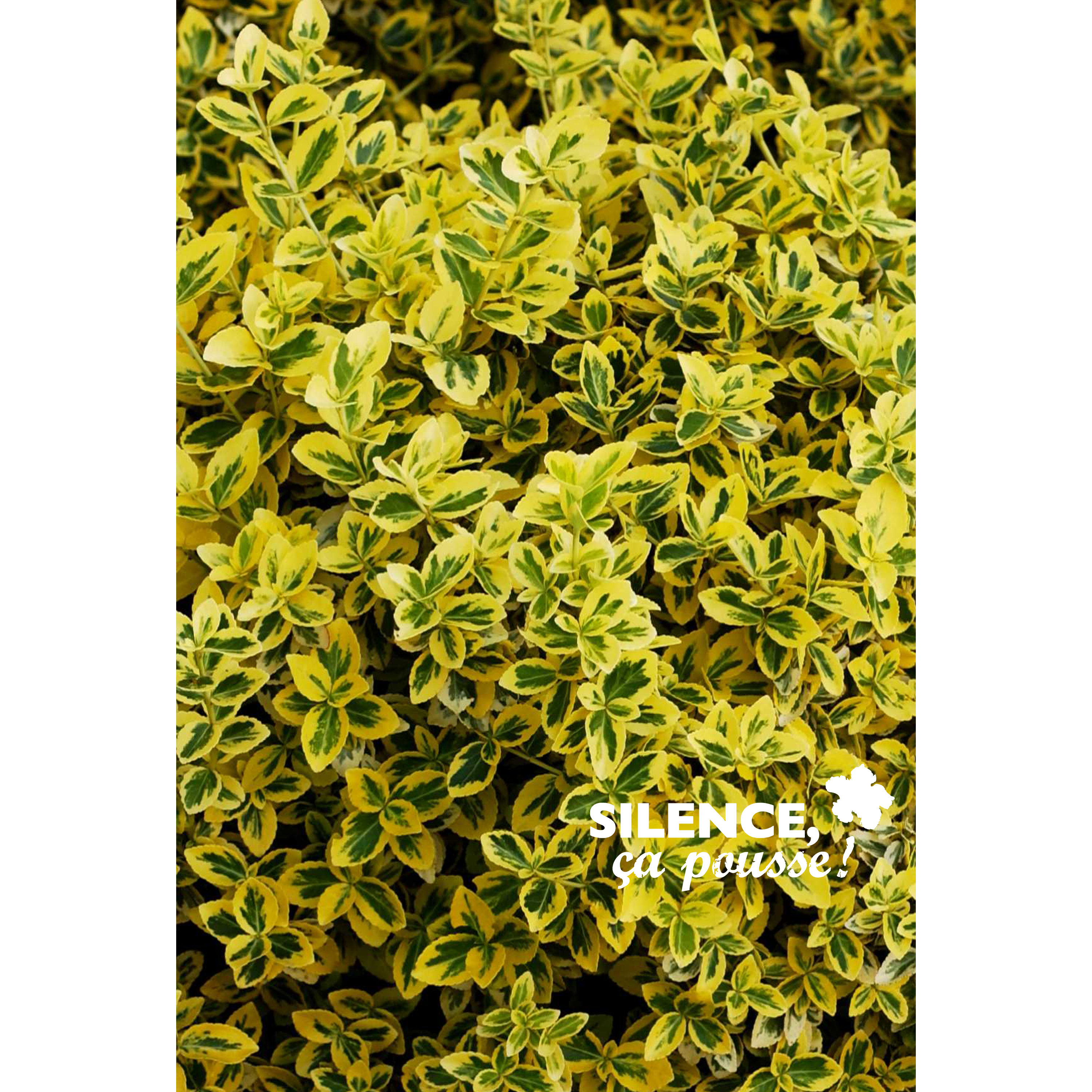 EUONYMUS FORTUNEI 'EMERALD'N GOLD' - POT 2L