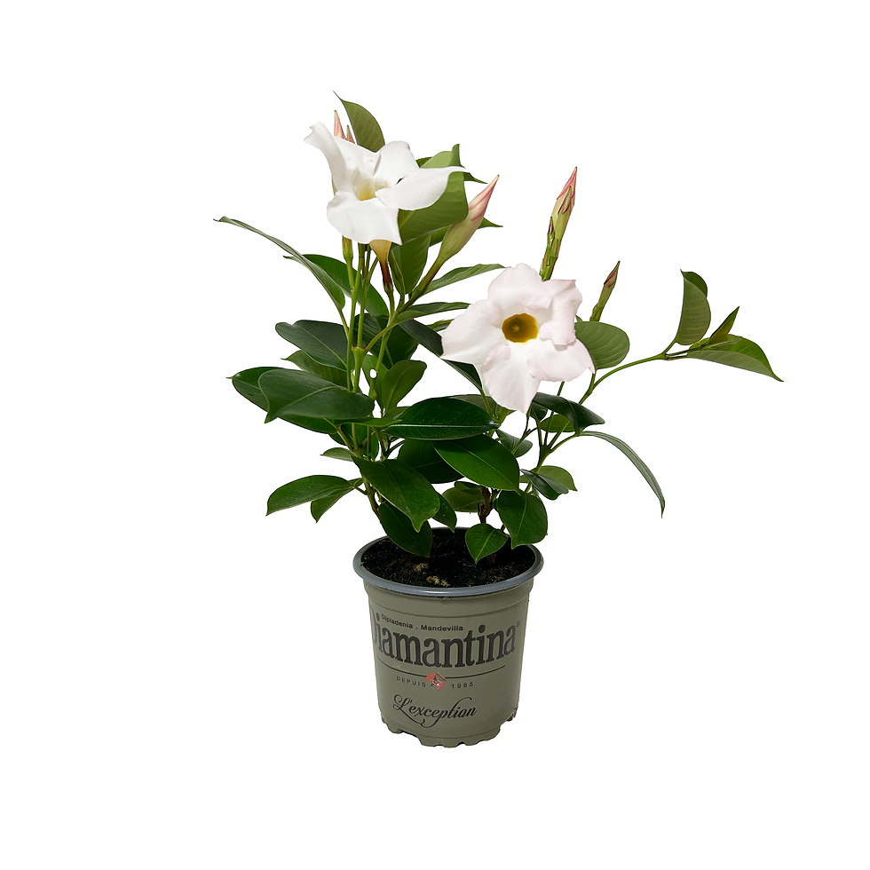 Miniature : DIPLADENIA DIAMANTINA MIX - POT ⌀10CM