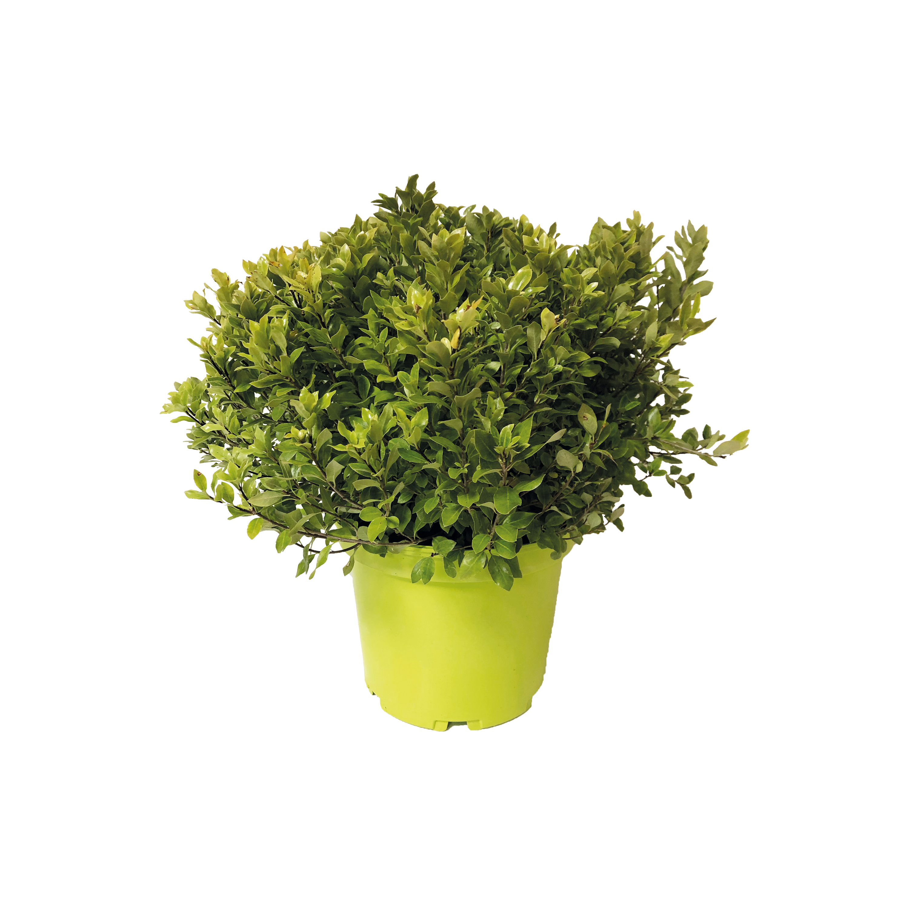 PITTOSPORUM 'MIDGET' - POT DE 4L