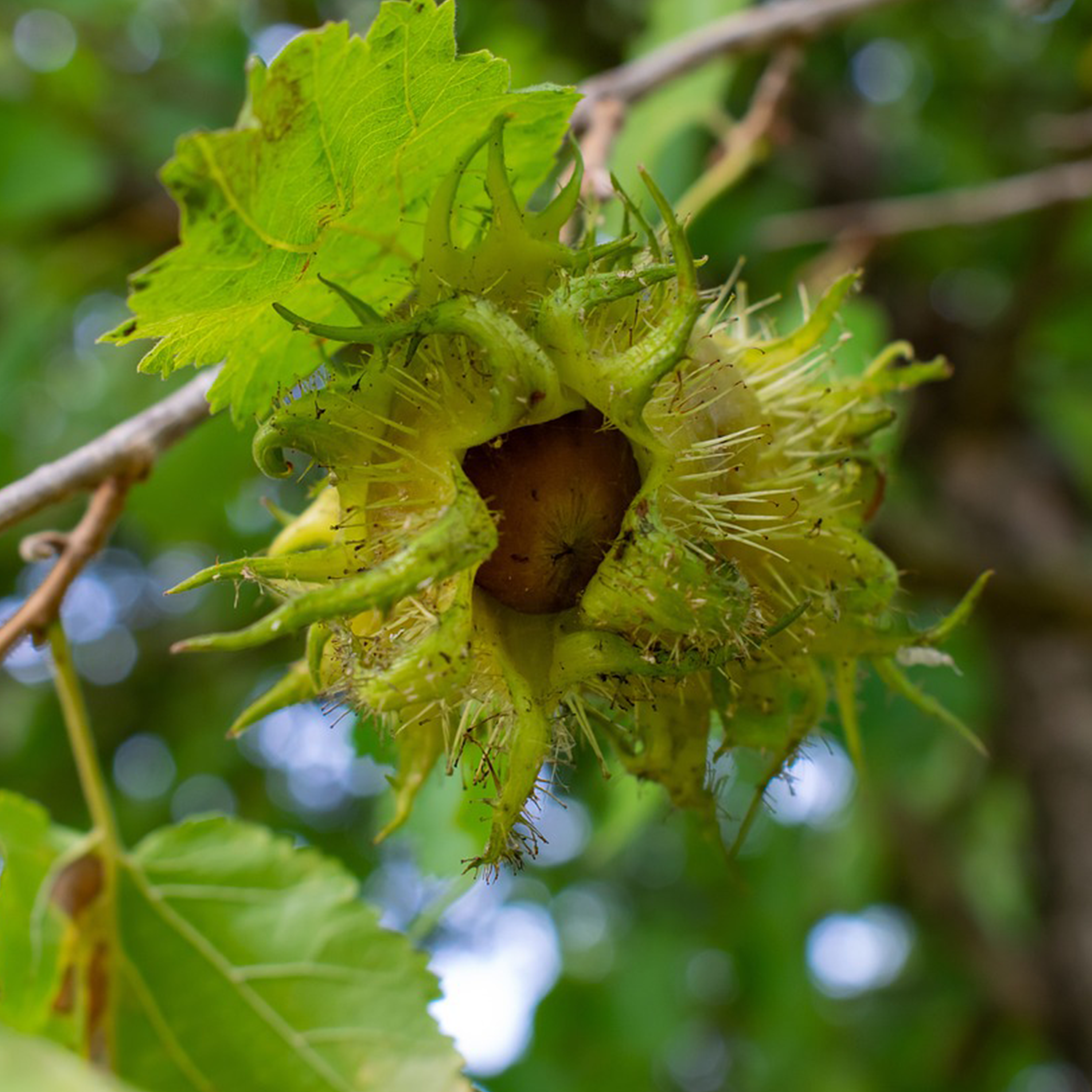 NOISETIER 'SEGORBE' - POT DE 5L