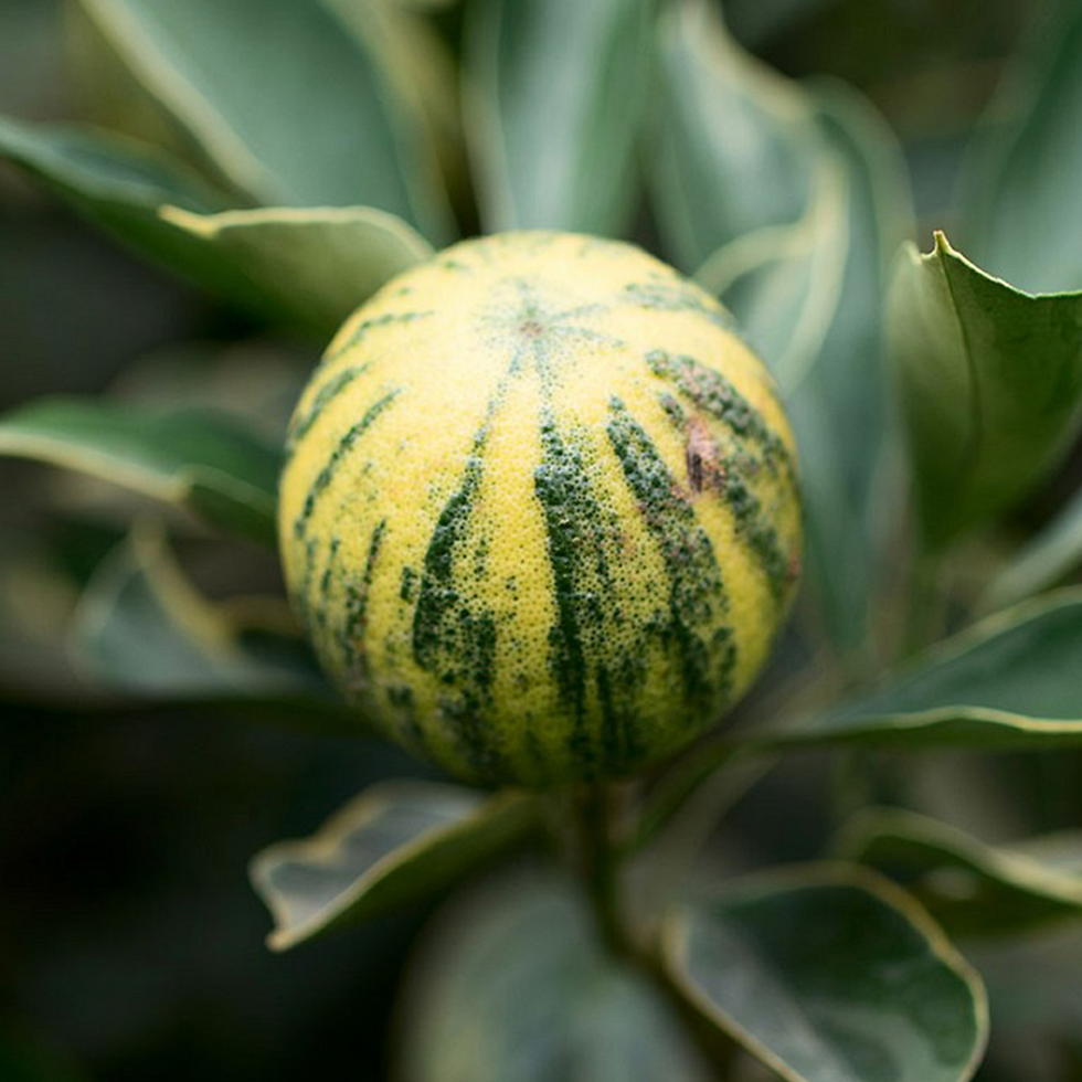 CITRONNIER PANACHÉ (CITRUS LIMON FOLIIS VARIEGATIS) - POT DE 5L - 1/4 TIGE