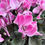 Miniature : JARDINIÈRE DE CYCLAMEN - LONGUEUR 40CM