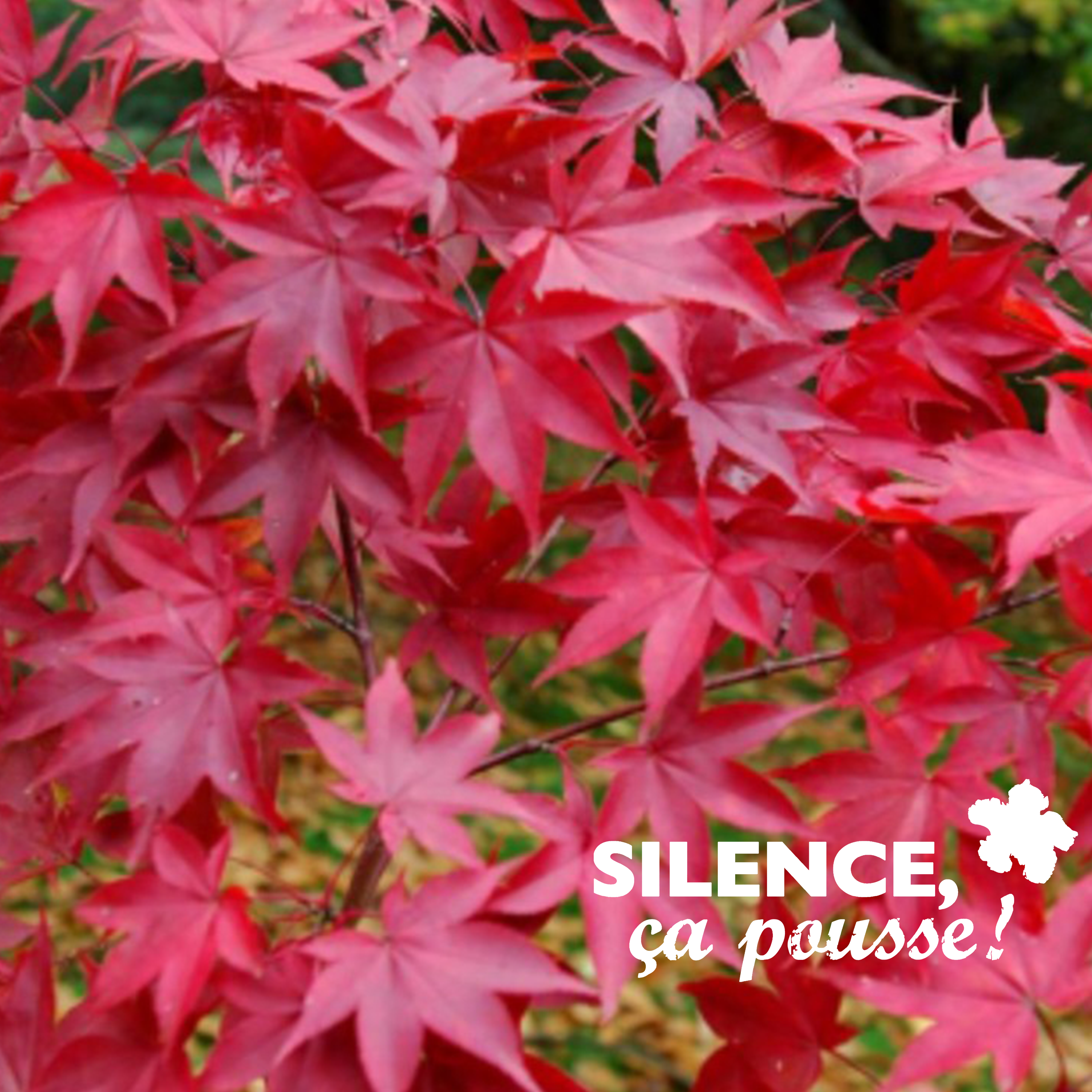 ÉRABLE DU JAPON - ACER PALMATUM 'OSAKAZUKI' - POT DE 4,5L